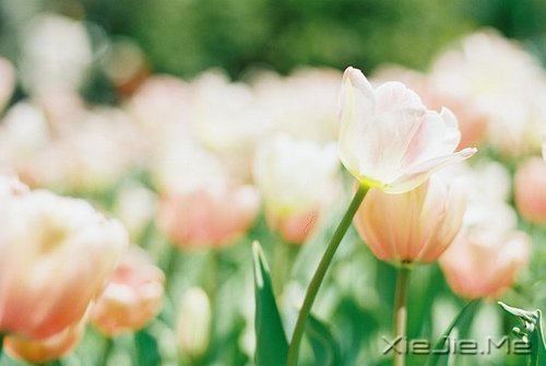 �������а��ţ�����ֻ��˳����Ȼ (4)