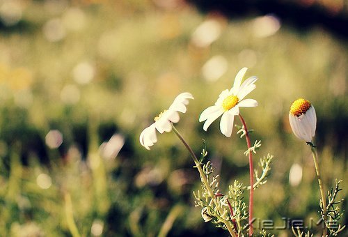 晚安心语:找到完美的路 (9)