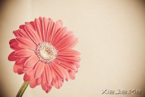 早安心语:我们总是在别人的故事里,流着自己的眼泪 (10)