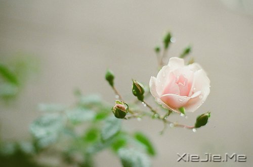 晚安心语:人生最美还是淡然 (2)