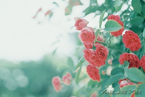 晚安心语:愿细水流年时,地老天荒 (2)