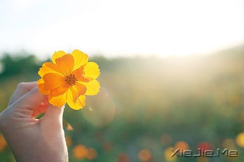 早安心语:你看事情太明白,往往就失了做事的勇气 (1)