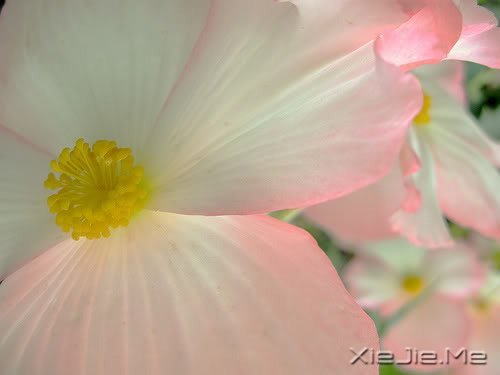 早安心语:就算世界荒芜,也总有一个人是你的信徒 (9)