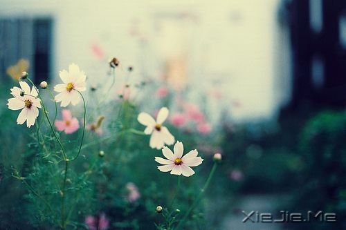 ����������ñ�������������ഺ (8)