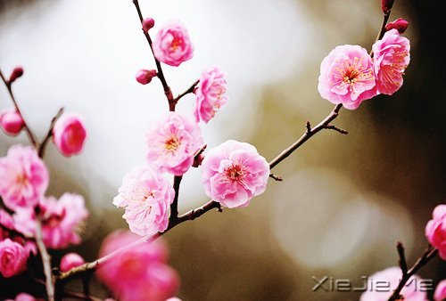 2014����12�������ı��Լ� (5)