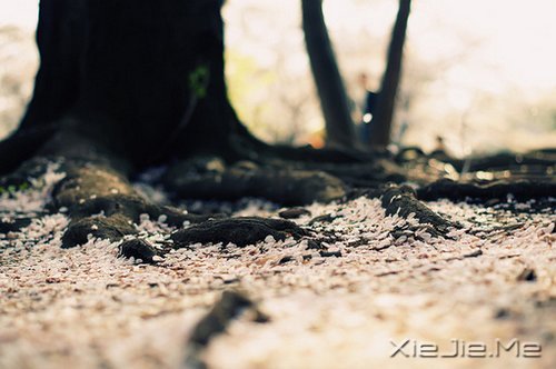 ���ĳ����ż���������ĳ����ż������ (10)