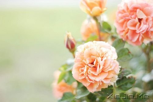 ��һ����ʱ��ı��Լ� (5)